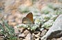 imago male, Tizi-Tarakatine, 1400 m, Djebel Lekst, Anti-Atlas sud-occidental